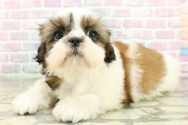 埼玉県のシーズー (Coo&RIKU桶川店/2026年2月8日生まれ/女の子/ホワイトゴールド)の子犬の2枚目の画像