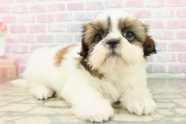 埼玉県のシーズー (Coo&RIKU桶川店/2026年2月8日生まれ/女の子/ホワイトゴールド)の子犬の3枚目の画像