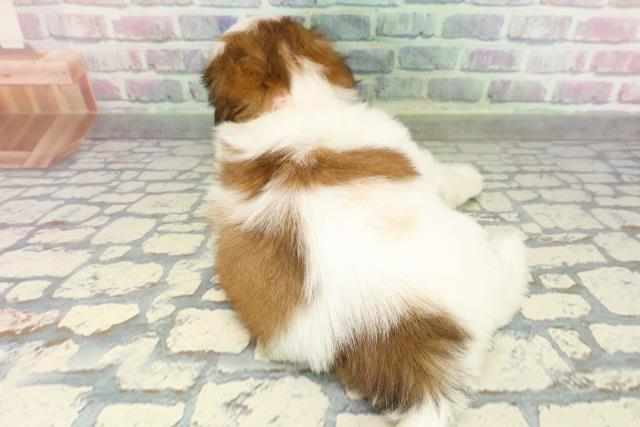 埼玉県のシーズー (Coo&RIKU桶川店/2026年2月8日生まれ/女の子/ホワイトゴールド)の子犬の4枚目の画像