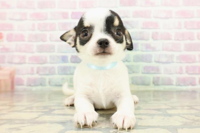 東京都のチワワ(スムース) (Coo&RIKU三軒茶屋店/2026年2月10日生まれ/男の子/ホワイトブラックタン)の子犬