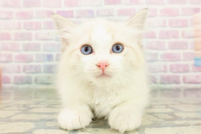 北海道のラグドール (Coo&RIKU岩見沢店/2026年2月6日生まれ/女の子/シールポイントバイカラー)の子猫