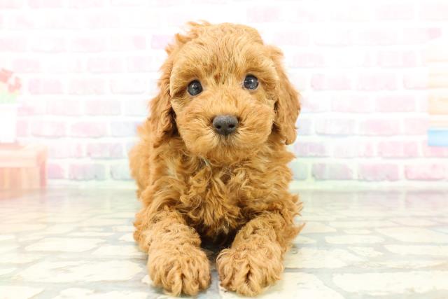 沖縄県のトイプードル(トイ) (Coo&RIKUイオン北谷店/2026年2月7日生まれ/男の子/レッド)の子犬