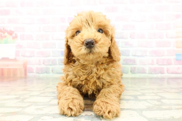 群馬県のトイプードル(トイ) (Coo&RIKU高崎店/2026年2月7日生まれ/女の子/レッド)の子犬の1枚目の画像