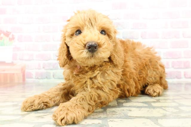 群馬県のトイプードル(トイ) (Coo&RIKU高崎店/2026年2月7日生まれ/女の子/レッド)の子犬の2枚目の画像