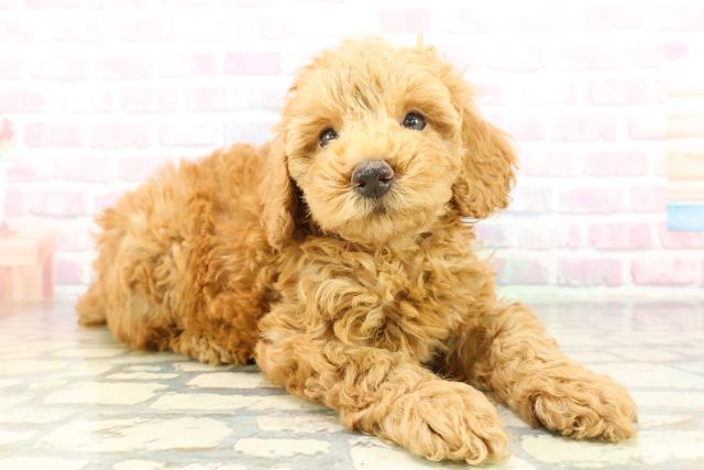 群馬県のトイプードル(トイ) (Coo&RIKU高崎店/2026年2月7日生まれ/女の子/レッド)の子犬の3枚目の画像