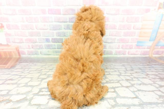 群馬県のトイプードル(トイ) (Coo&RIKU高崎店/2026年2月7日生まれ/女の子/レッド)の子犬の4枚目の画像