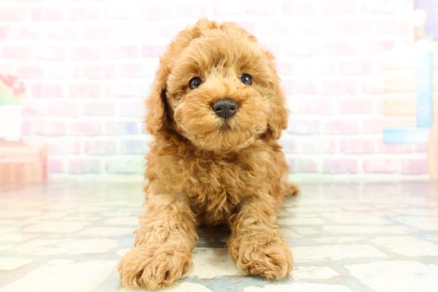 群馬県のトイプードル(トイ) (Coo&RIKU伊勢崎店/2026年2月8日生まれ/女の子/レッド)の子犬の1枚目の画像