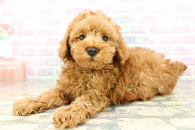 群馬県のトイプードル(トイ) (Coo&RIKU伊勢崎店/2026年2月8日生まれ/女の子/レッド)の子犬の2枚目の画像