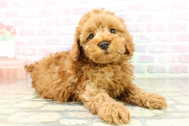 群馬県のトイプードル(トイ) (Coo&RIKU伊勢崎店/2026年2月8日生まれ/女の子/レッド)の子犬の3枚目の画像