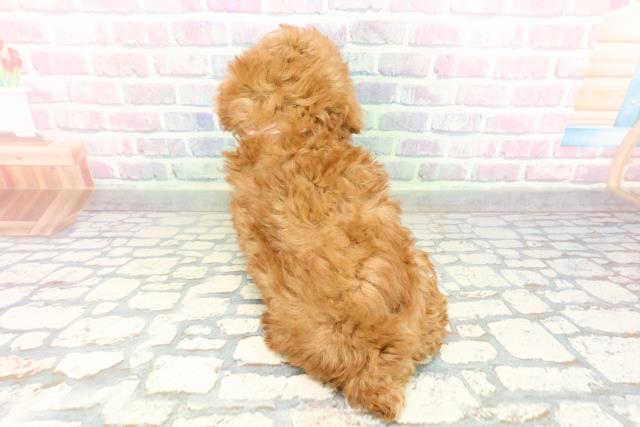 群馬県のトイプードル(トイ) (Coo&RIKU伊勢崎店/2026年2月8日生まれ/女の子/レッド)の子犬の4枚目の画像