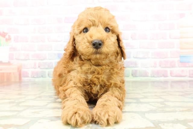 トイ・プードル