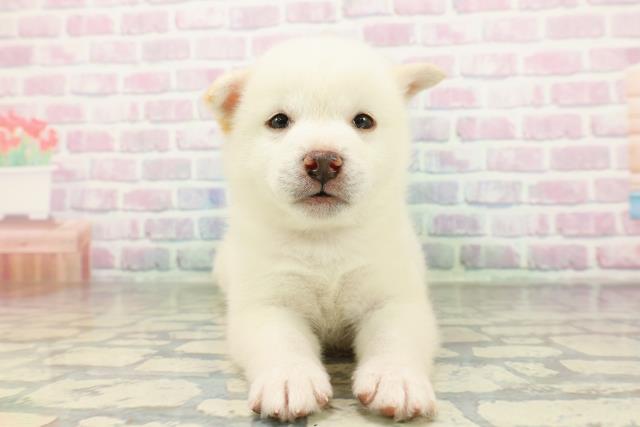 埼玉県の柴犬(標準サイズ) (Coo&RIKU川越店/2026年2月9日生まれ/男の子/白)の子犬の1枚目の画像