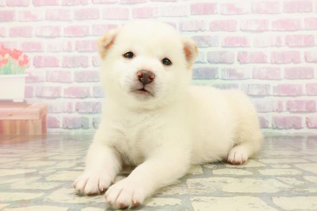 埼玉県の柴犬(標準サイズ) (Coo&RIKU川越店/2026年2月9日生まれ/男の子/白)の子犬の2枚目の画像