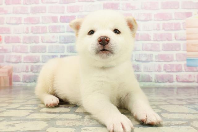 埼玉県の柴犬(標準サイズ) (Coo&RIKU川越店/2026年2月9日生まれ/男の子/白)の子犬の3枚目の画像