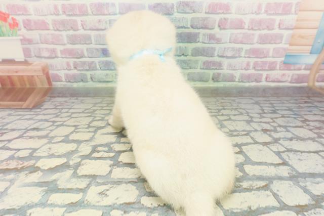 埼玉県の柴犬(標準サイズ) (Coo&RIKU川越店/2026年2月9日生まれ/男の子/白)の子犬の4枚目の画像