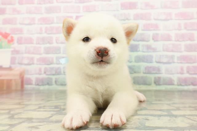 埼玉県の柴犬(標準サイズ) (Coo&RIKU綿半坂戸店/2026年2月9日生まれ/男の子/白)の子犬の1枚目の画像