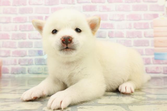 埼玉県の柴犬(標準サイズ) (Coo&RIKU綿半坂戸店/2026年2月9日生まれ/男の子/白)の子犬の2枚目の画像