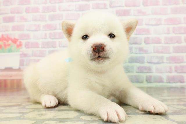 埼玉県の柴犬(標準サイズ) (Coo&RIKU綿半坂戸店/2026年2月9日生まれ/男の子/白)の子犬の3枚目の画像