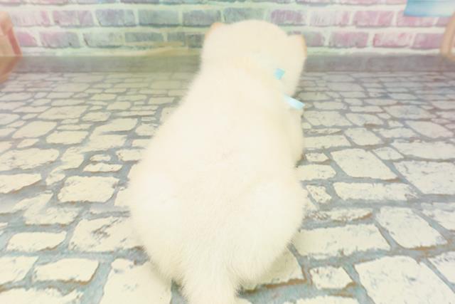 埼玉県の柴犬(標準サイズ) (Coo&RIKU綿半坂戸店/2026年2月9日生まれ/男の子/白)の子犬の4枚目の画像