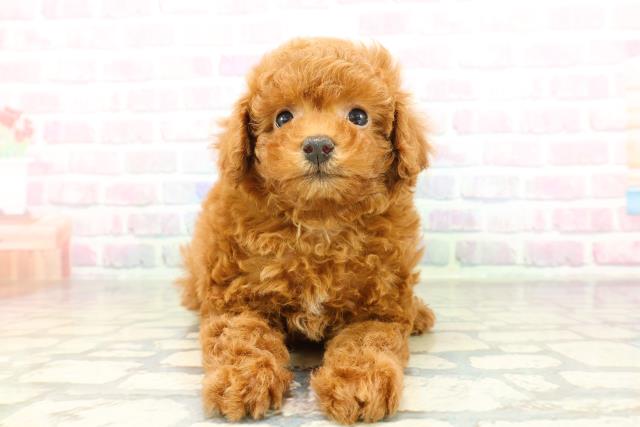 トイ・プードル