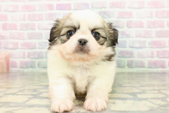 東京都のチワペキ/ペキチー/ペキチワ(チワワ×ペキニーズ) (Coo&RIKU大久保店/2026年2月10日生まれ/男の子/パーティーカラー)の子犬