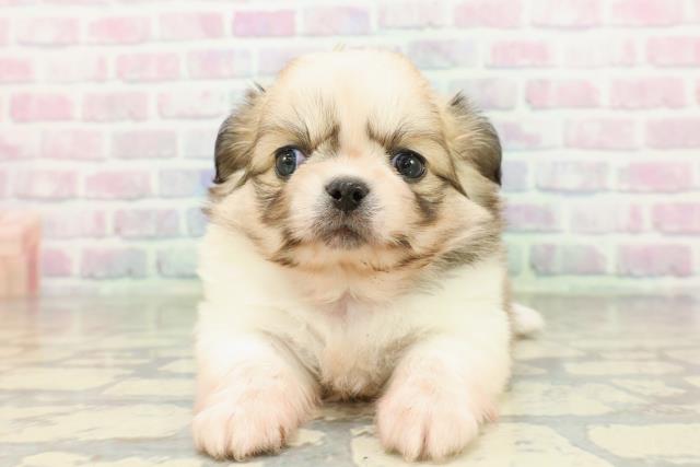 埼玉県のチワペキ/ペキチー/ペキチワ(チワワ×ペキニーズ) (Coo&RIKUアニマルケアセンター大宮/2026年2月10日生まれ/女の子/パーティーカラー)の子犬の1枚目の画像