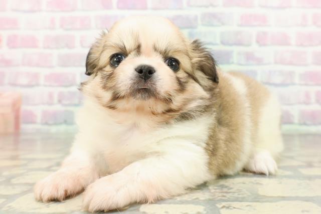 埼玉県のチワペキ/ペキチー/ペキチワ(チワワ×ペキニーズ) (Coo&RIKUアニマルケアセンター大宮/2026年2月10日生まれ/女の子/パーティーカラー)の子犬の2枚目の画像