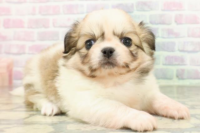 埼玉県のチワペキ/ペキチー/ペキチワ(チワワ×ペキニーズ) (Coo&RIKUアニマルケアセンター大宮/2026年2月10日生まれ/女の子/パーティーカラー)の子犬の3枚目の画像