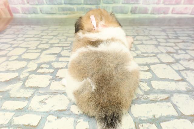 埼玉県のチワペキ/ペキチー/ペキチワ(チワワ×ペキニーズ) (Coo&RIKUアニマルケアセンター大宮/2026年2月10日生まれ/女の子/パーティーカラー)の子犬の4枚目の画像