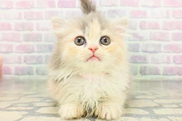 神奈川県のラムキン (Coo&RIKU藤沢店/2026年2月10日生まれ/女の子/ダイリュートキャリコ)の子猫