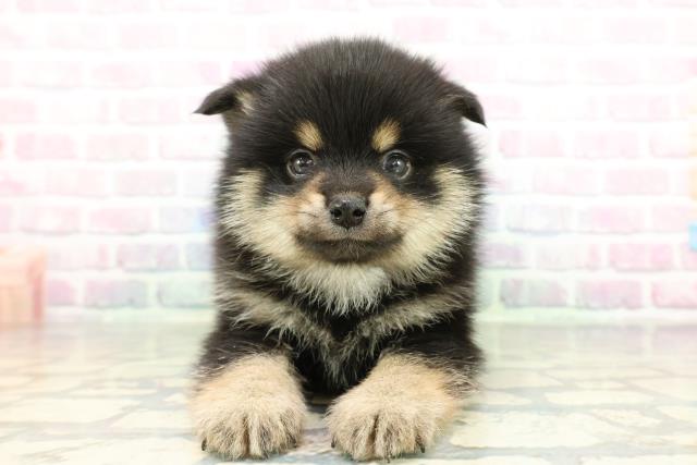 神奈川県のポメ柴/豆ポメ/ポメ豆柴(ポメラニアン×柴犬) (Coo&RIKU日吉店/2026年2月4日生まれ/男の子/ブラックタン)の子犬