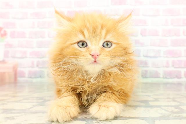 東京都のサイベリアン (Coo&RIKU吉祥寺店/2026年2月9日生まれ/男の子/レッドタビー)の子猫の1枚目の画像