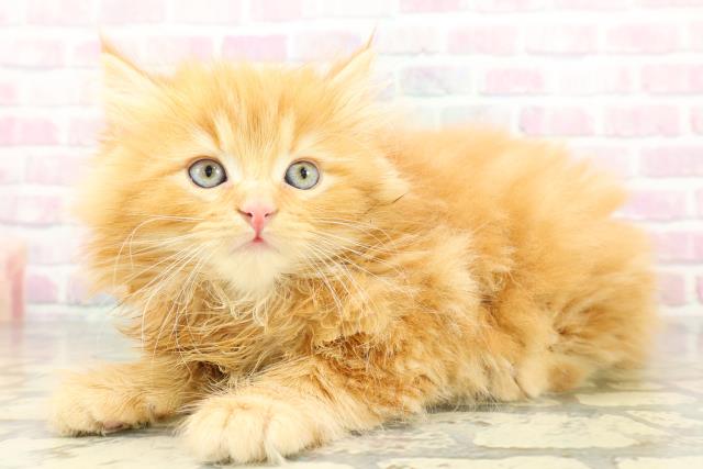 東京都のサイベリアン (Coo&RIKU吉祥寺店/2026年2月9日生まれ/男の子/レッドタビー)の子猫の2枚目の画像