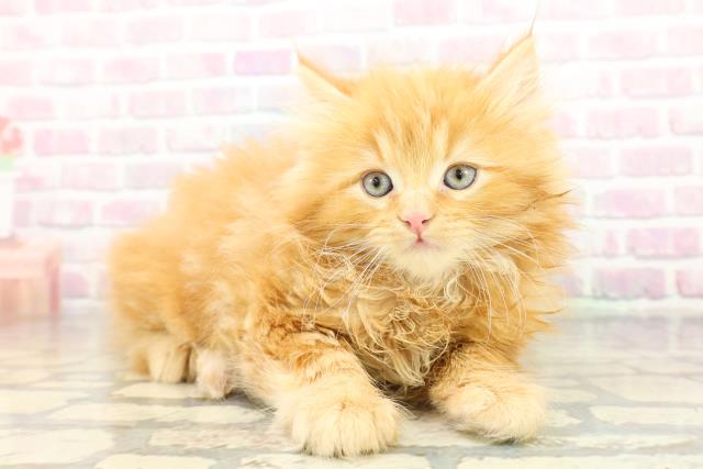 東京都のサイベリアン (Coo&RIKU吉祥寺店/2026年2月9日生まれ/男の子/レッドタビー)の子猫の3枚目の画像