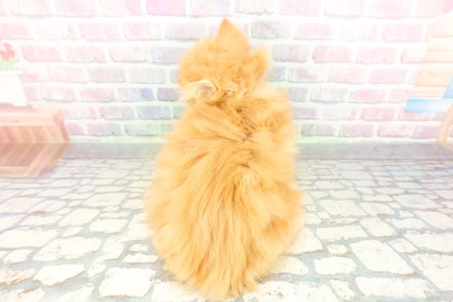 東京都のサイベリアン (Coo&RIKU吉祥寺店/2026年2月9日生まれ/男の子/レッドタビー)の子猫の4枚目の画像