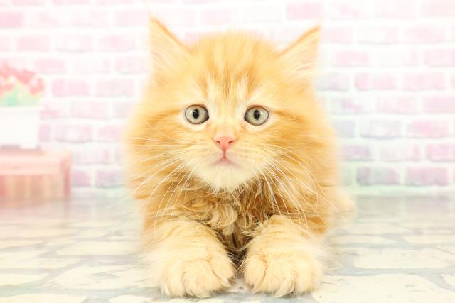 東京都のサイベリアン (Coo&RIKU府中店/2026年2月9日生まれ/男の子/レッドタビー)の子猫