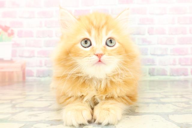 福島県のサイベリアン (Coo&RIKUいわき店/2026年2月9日生まれ/女の子/レッドタビー)の子猫の1枚目の画像