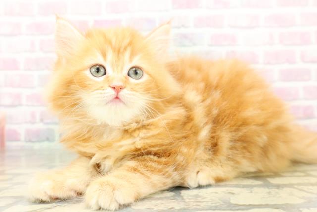 福島県のサイベリアン (Coo&RIKUいわき店/2026年2月9日生まれ/女の子/レッドタビー)の子猫の2枚目の画像