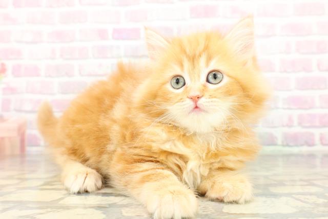 福島県のサイベリアン (Coo&RIKUいわき店/2026年2月9日生まれ/女の子/レッドタビー)の子猫の3枚目の画像