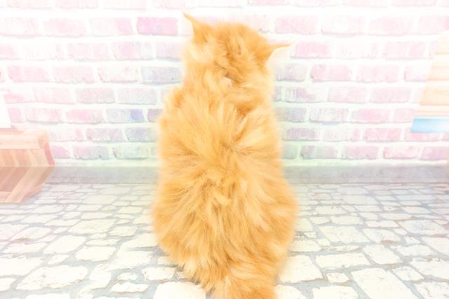 福島県のサイベリアン (Coo&RIKUいわき店/2026年2月9日生まれ/女の子/レッドタビー)の子猫の4枚目の画像