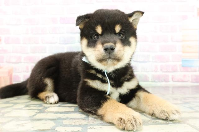 長野県の柴犬(標準サイズ) (Coo&RIKU綿半中野店/2026年2月8日生まれ/男の子/黒)の子犬の3枚目の画像