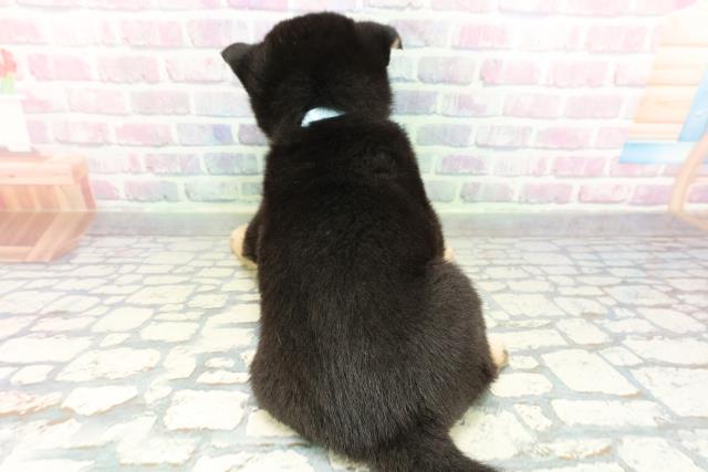 長野県の柴犬(標準サイズ) (Coo&RIKU綿半中野店/2026年2月8日生まれ/男の子/黒)の子犬の4枚目の画像