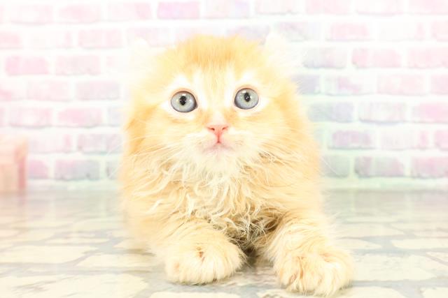 埼玉県のアメリカンカール (Coo&RIKU大宮店/2026年2月10日生まれ/男の子/レッド)の子猫の1枚目の画像