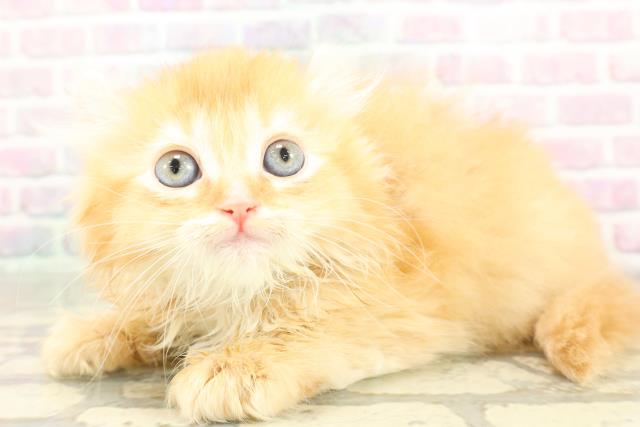 埼玉県のアメリカンカール (Coo&RIKU大宮店/2026年2月10日生まれ/男の子/レッド)の子猫の2枚目の画像