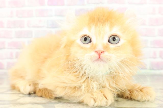 埼玉県のアメリカンカール (Coo&RIKU大宮店/2026年2月10日生まれ/男の子/レッド)の子猫の3枚目の画像