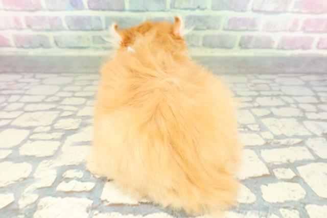 埼玉県のアメリカンカール (Coo&RIKU大宮店/2026年2月10日生まれ/男の子/レッド)の子猫の4枚目の画像