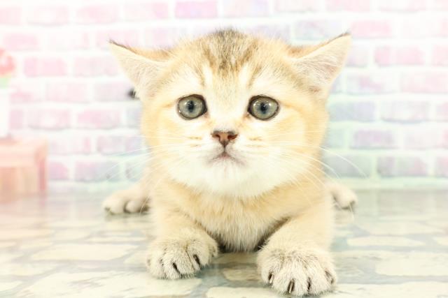 東京都のブリティッシュショートヘアー (Coo&RIKU中野サンモール店/2026年2月10日生まれ/女の子/ブラックゴールデンシェーデット)の子猫