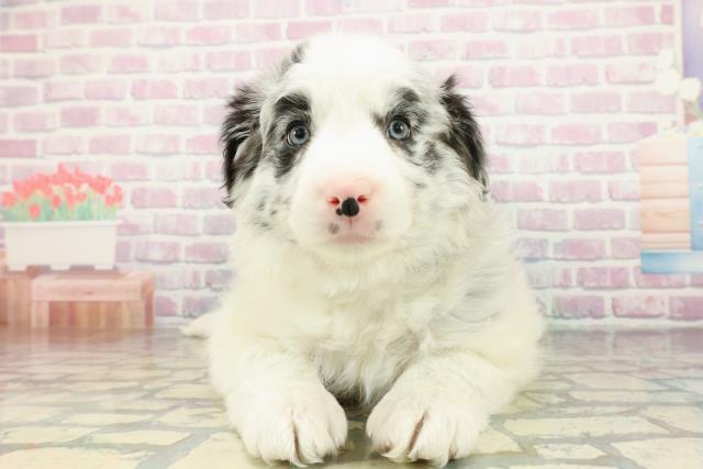 山梨県のボーダーコリー (Coo&RIKU甲府昭和通り店/2026年2月9日生まれ/男の子/ブルーマール)の子犬の1枚目の画像