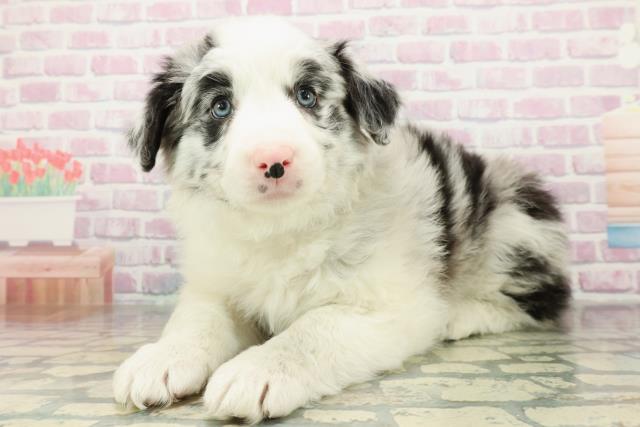 山梨県のボーダーコリー (Coo&RIKU甲府昭和通り店/2026年2月9日生まれ/男の子/ブルーマール)の子犬の2枚目の画像