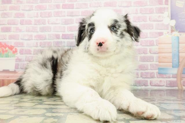 山梨県のボーダーコリー (Coo&RIKU甲府昭和通り店/2026年2月9日生まれ/男の子/ブルーマール)の子犬の3枚目の画像